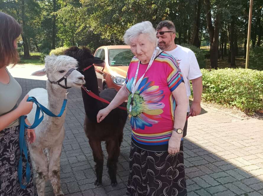 Na zdjęciu znajduje się mieszkanka w różowej bluzce. Obok niej stoją dwie alpaki, czarna i biała.